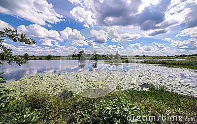 Wide angle view of a summer swamp and cloud reflections in water among yellow water lilies Stock Photo