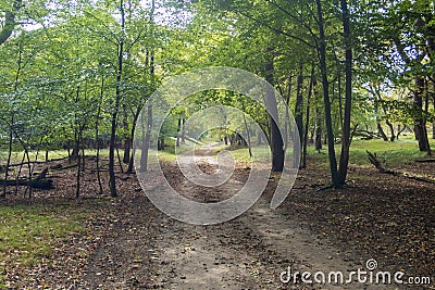 A wide car track crosses the rolling deciduous forest in the Amsterdam Waterleidingduinen Stock Photo