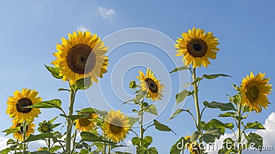 Wide-cropped of bright yellow ray florets of sunflowers Helianthus annuus against a blue sky for headers or cover photo Stock Photo