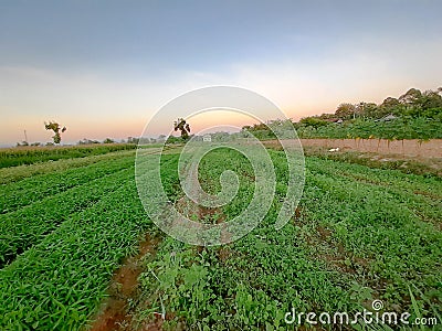 a wide expanse of rice fields in the morning Stock Photo