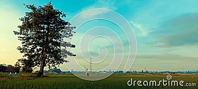 Wide expanse of rice fields with one big tree Stock Photo