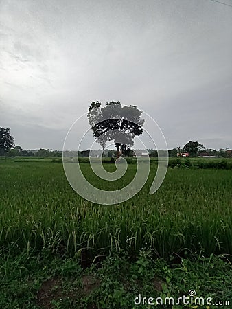 a wide expanse of rice fields with a tree behind it Stock Photo