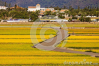 Wide golden rice field,rural scenery and winding bicycle path. Stock Photo