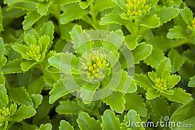 wide green leaves close summer background flowerbed Stock Photo