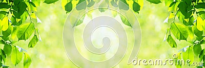 Vibrant green leaves background Stock Photo