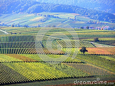 Wide landscape with autumnal grapevines and 2 individual trees in southern Germany Stock Photo