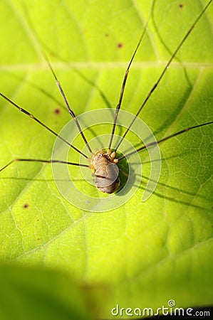 Wide-legs spider - Pholcus-phalangioides. Stock Photo