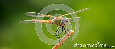 Dragonfly Stock Photo