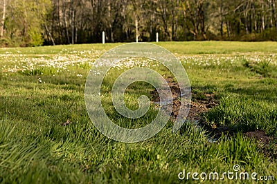 wide open area of meadow near standing trees of forest Stock Photo