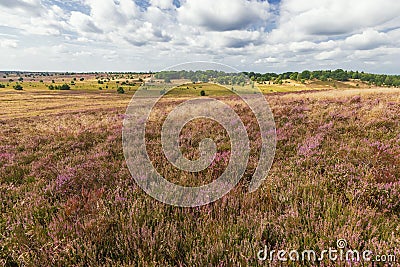 A wide overview of the Luneburger Heide Stock Photo