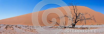 Wide panorama Dune 45 in sossusvlei Namibia Stock Photo