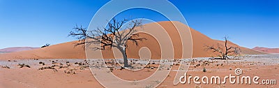 Wide panorama Dune 45 in sossusvlei Namibia Stock Photo