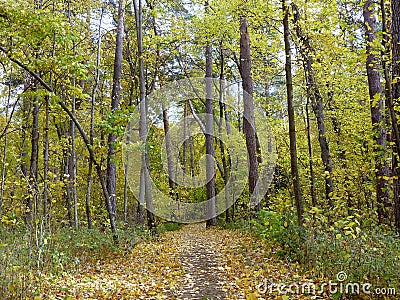 A wide path in the autumn forest Sunny and quiet day Stock Photo