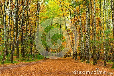 Wide path in autumn park Stock Photo