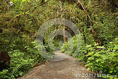 Wide path leading into rainforest in Tongass National Forest, Alaska Stock Photo