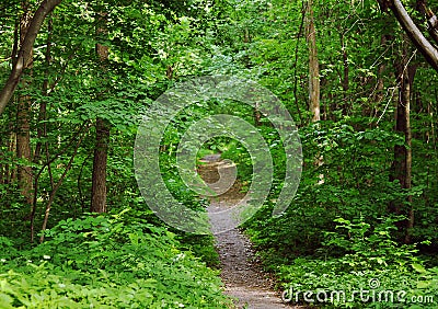 Dirt road in an oak grove in summer Stock Photo