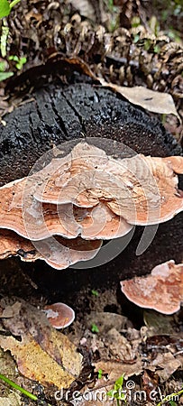 Wide-shaped mushrooms grow on wood that has been burnedï¿¼ Stock Photo