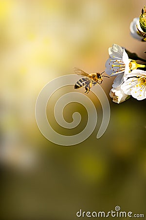 Bee on the Blooming cherry tree Stock Photo