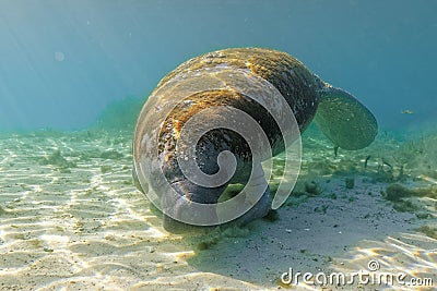 Wide shot of a curious West Indian Manatee turning to check out the diver with a camera Stock Photo