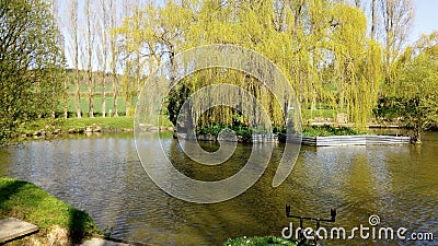 A wide shot of a fishing lake with a draping willow tree on the centre island in summer Stock Photo