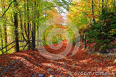 The wide trail covered with fallen leaves. Stock Photo