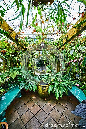 Wide view of greenhouse full of hanging plants and potted plants with moon gate and sky blue benches Stock Photo