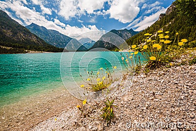 Wide view of lake Plansee with dandelions in front Stock Photo