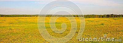 Wide view of the yellow flowering field Stock Photo