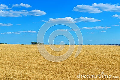 A wide yellow field of spikelets of wheat and a blue sky above it. Sunny weather. The concept: peace and prosperity Stock Photo