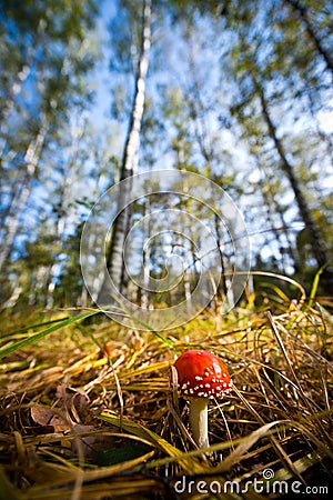 Wideangle view of dangerous red toadstool Stock Photo