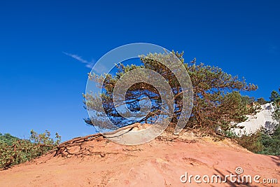 Widely branched pine on the ocher hill Stock Photo