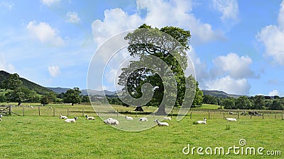 Field of relaxing sheep Stock Photo