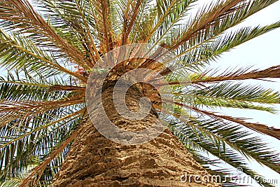 Widespread palm tree. Stock Photo