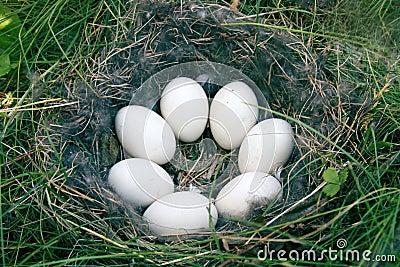 The Widgeon (Anas penelope) duck's nest Stock Photo