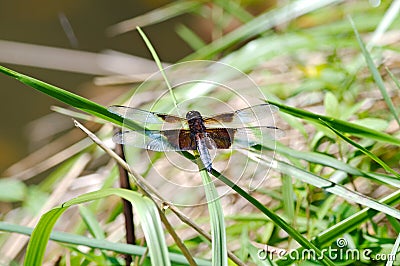A male Widow Skimmer dragonfly resting by a pond Stock Photo