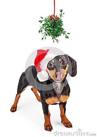 Wiener Dog Kiss Under Mistletoe Stock Photo