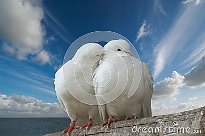 Wihte doves in love Stock Photo