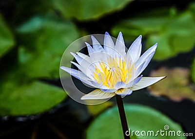 Wihte lotus Yellow stamens Stock Photo