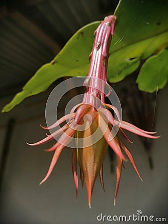 Wijayakusuma frower ready to bloom, at my garden Stock Photo