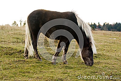 Wilburn Ridge Horse Stock Photo