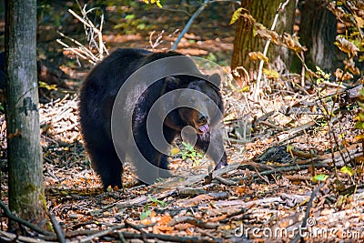 Wild adult brown bear in autumn forest Stock Photo