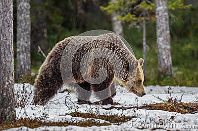 Wild Adult Brown Bear on the snow in early spring forest. Stock Photo