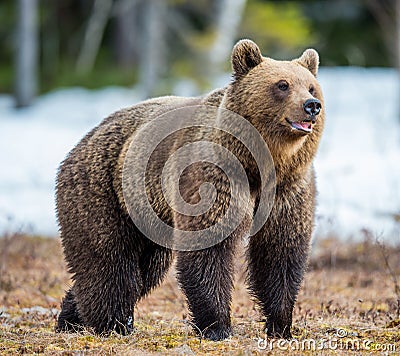 Wild Adult Brown Bear Ursus arctos on a bog in spring forest Stock Photo