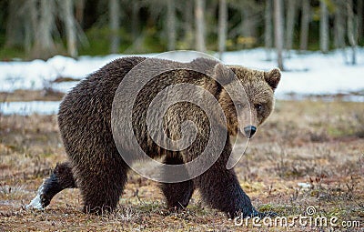 Wild Adult Brown Bear Ursus arctos on a bog in spring forest Stock Photo