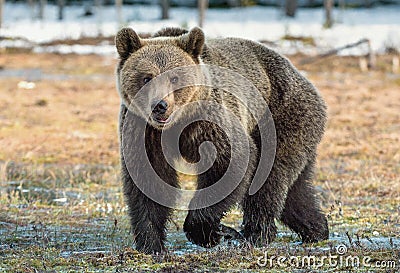 Wild Adult Brown Bear Ursus arctos on a bog in spring forest Stock Photo