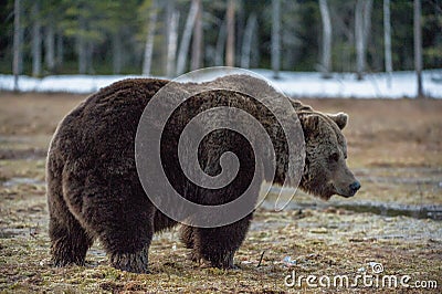 Wild Adult Brown Bear Ursus arctos on a bog in spring forest Stock Photo