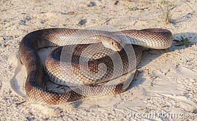 Wild adult Florida Pine Snake - Pituophis melanoleucus mugitus - nonvenomous reptile in the family Colubridae. Defensive posture Stock Photo