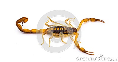 Wild adult Hentz Striped bark Scorpion - Centruroides hentzi isolated on white background. Native of Florida. Stinger and Stock Photo