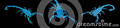 Wild adult Hentz Striped bark Scorpion - Centruroides hentzi - UV ultraviolet black light isolated on black background, 3 views Stock Photo