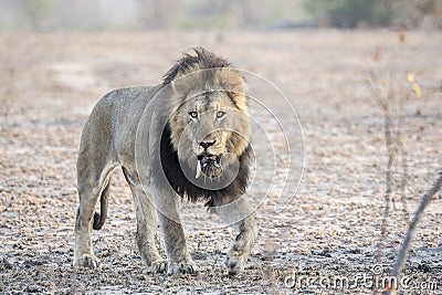 Wild Adult Male Lion with a Loose Canine Stalking Prey Stock Photo